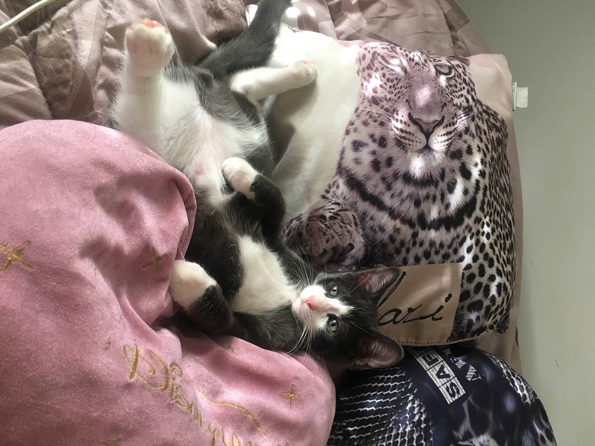 Minet participe au concours pour gagner de l'argent avec cette photo : bed, canidae, carnivore, cat, claw, comfort, companion_dog, domestic_short_haired_cat, felidae, fur, linens, mammal, nap, pattern, paw, purple, room, small_to_medium_sized_cats, tail, whiskers