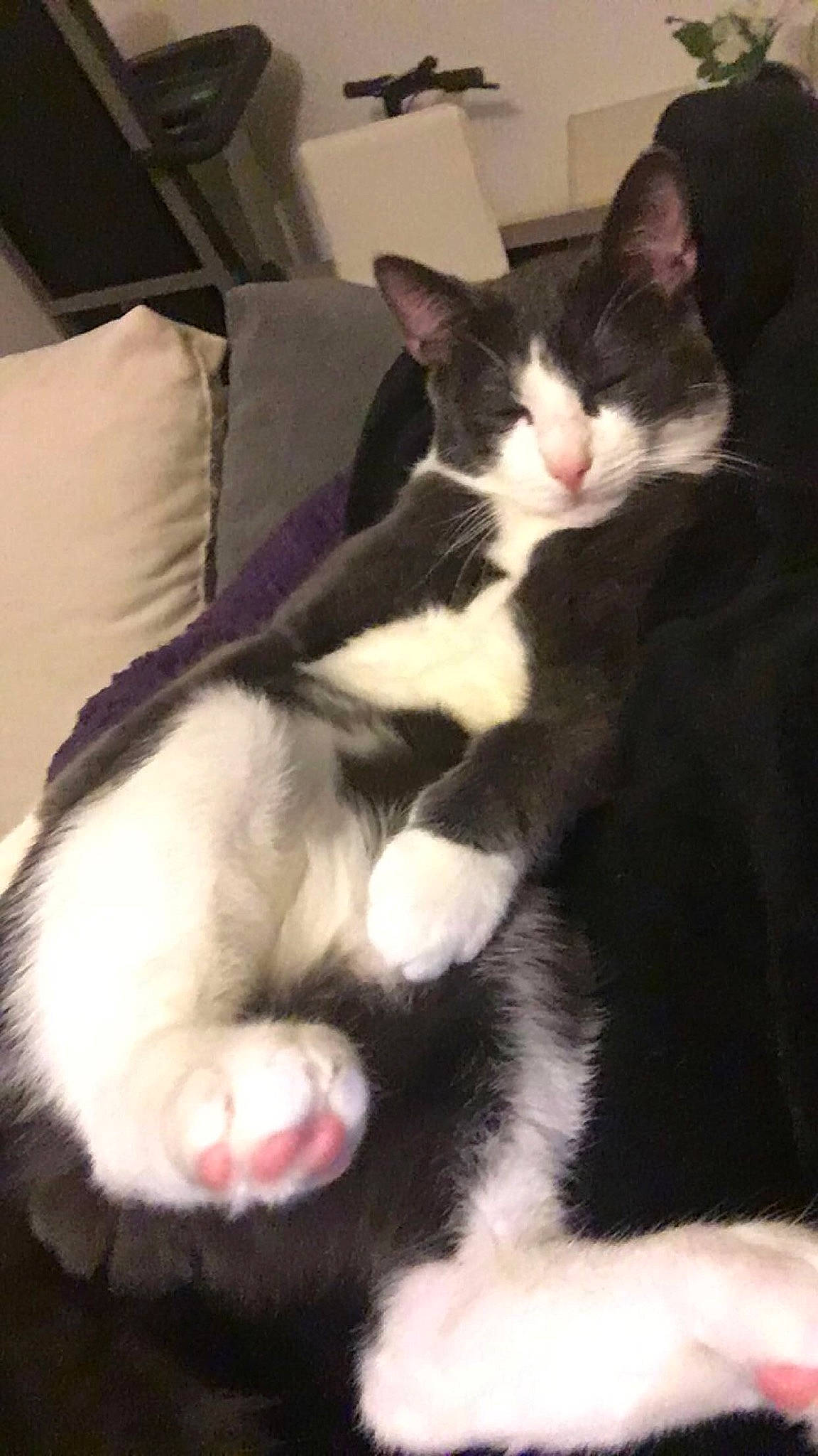 Minet participe au concours pour gagner de l'argent avec cette photo : box, carnivore, cat, claw, comfort, couch, domestic_short_haired_cat, eye, felidae, foot, formal_wear, fur, paw, small_to_medium_sized_cats, snout, tail, whiskers