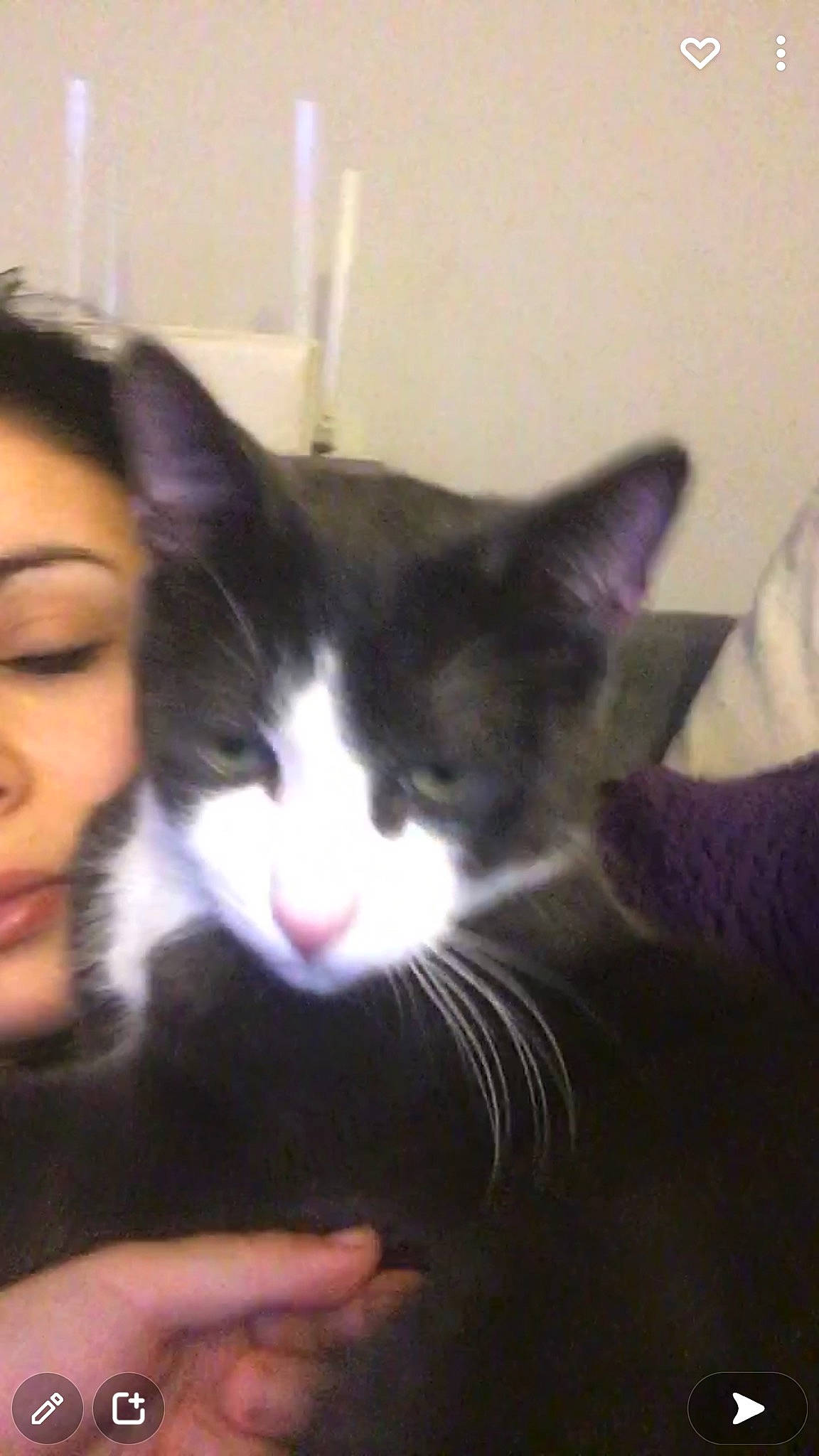 Minet participe au concours pour gagner de l'argent avec cette photo : black_hair, carnivore, cat, comfort, domestic_short_haired_cat, ear, eye, eyebrow, eyelash, felidae, formal_wear, fur, gesture, happy, iris, nose, photo_caption, small_to_medium_sized_cats, snout, whiskers