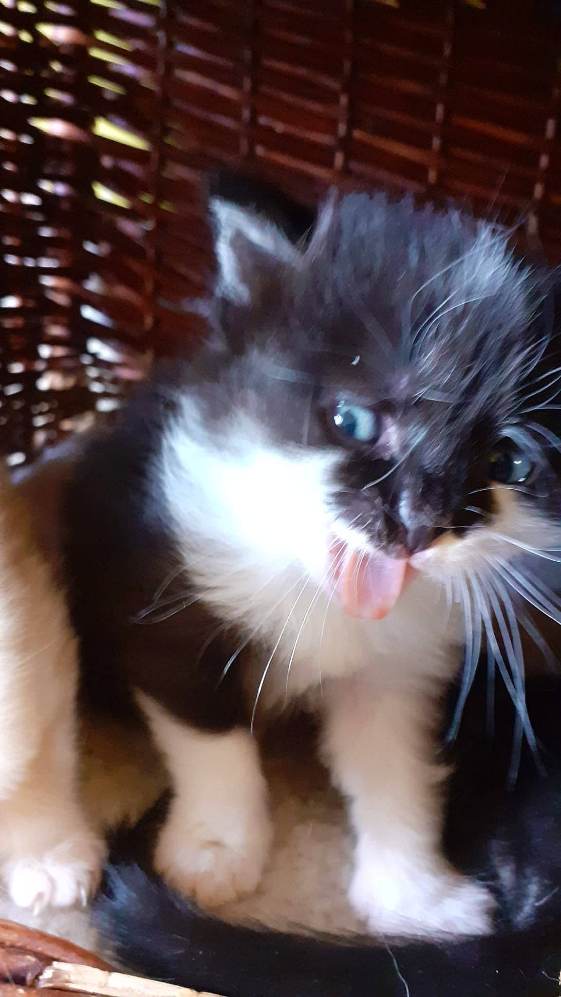 Minou participe au concours pour gagner de l'argent avec cette photo : carnivore, cat, claw, door_mat, felidae, flooring, foot, fur, paw, small_to_medium_sized_cats, snout, tail, whiskers