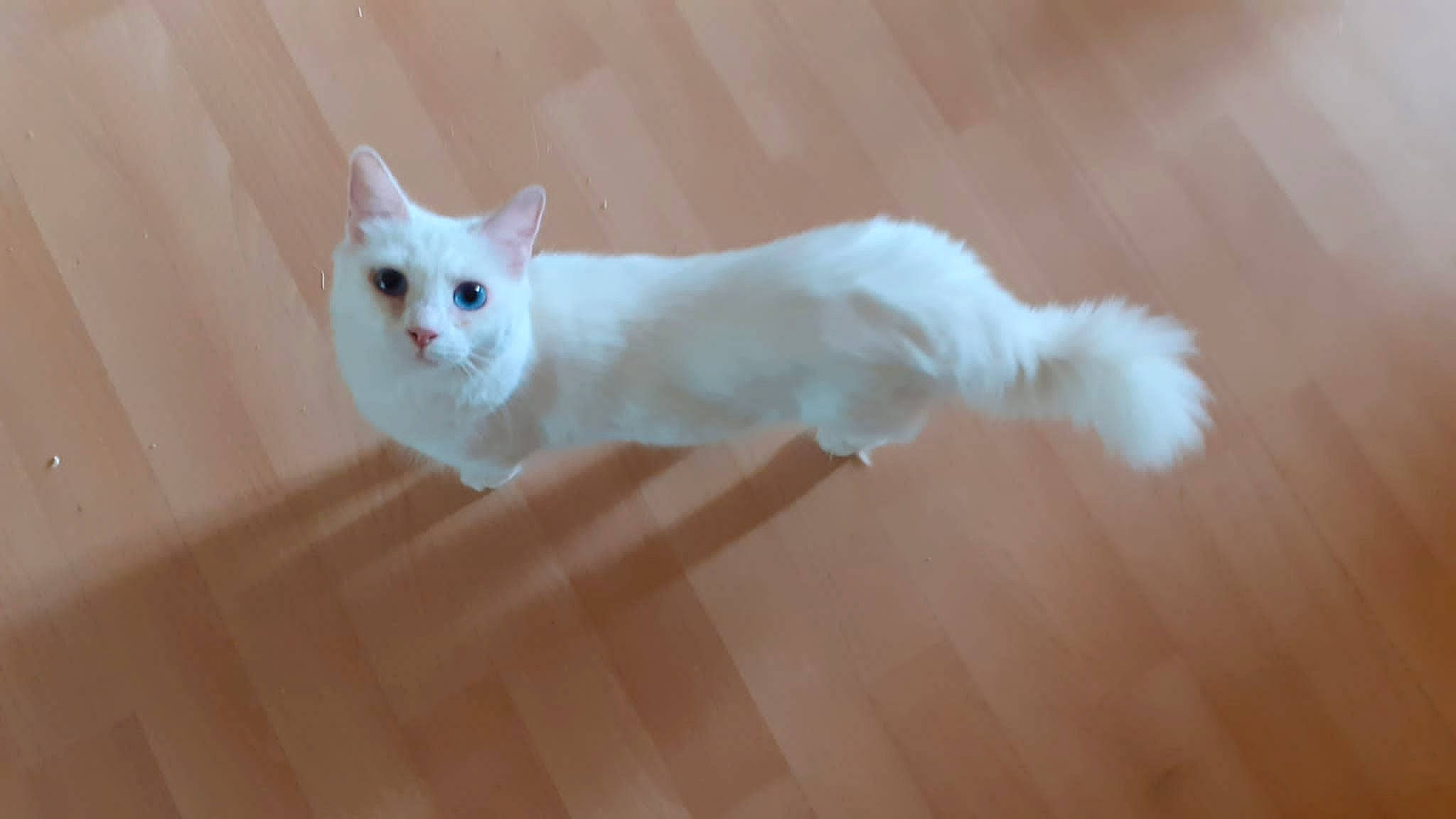 Minou participe au concours pour gagner de l'argent avec cette photo : carnivore, cat, claw, domestic_short_haired_cat, eye, fawn, felidae, flooring, fur, hardwood, head, iris, paw, sitting, small_to_medium_sized_cats, snout, tail, terrestrial_animal, whiskers, wood