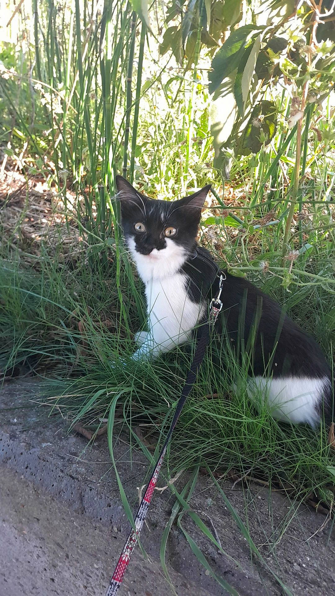 Choupette a rejoint le concours — aidez-le/la à gagner de superbes lots ! carnivore, cat, domestic_short_haired_cat, eye, felidae, fur, grass, grass_family, groundcover, herb, plant, shrub, sitting, small_to_medium_sized_cats, snout, tail, terrestrial_animal, tree, whiskers, wildlife