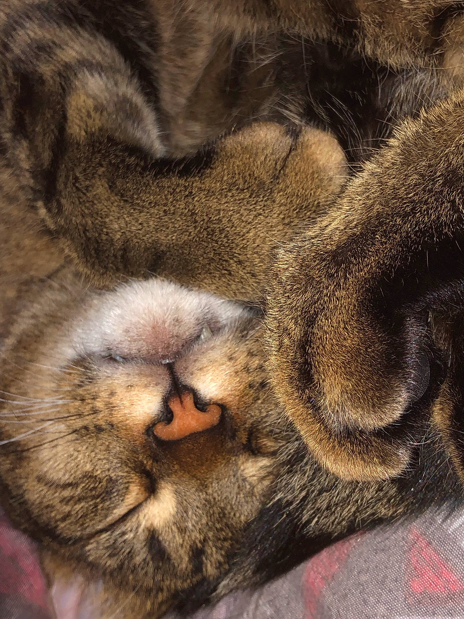 Keef joined the competition — help win amazing prizes! big_cats, carnivore, cat, close_up, comfort, domestic_short_haired_cat, eye, fawn, felidae, fur, human_body, nose, paw, small_to_medium_sized_cats, snout, tail, terrestrial_animal, whiskers, wildlife, wrinkle