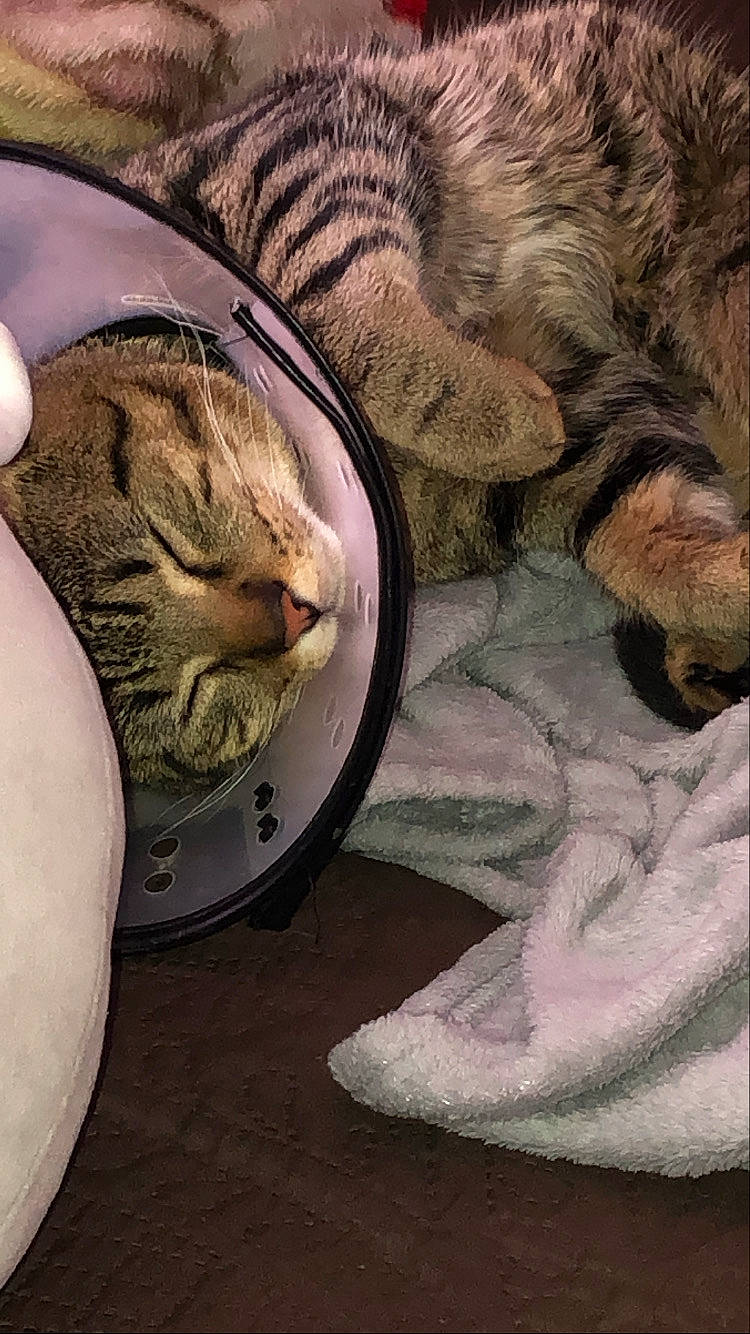 Keef is registered to the contest to win money with this photo: carnivore, cat, cat_supply, claw, comfort, domestic_short_haired_cat, fawn, felidae, fur, grey, nap, paw, plant, small_to_medium_sized_cats, snout, tail, terrestrial_animal, whiskers, wildlife, wood