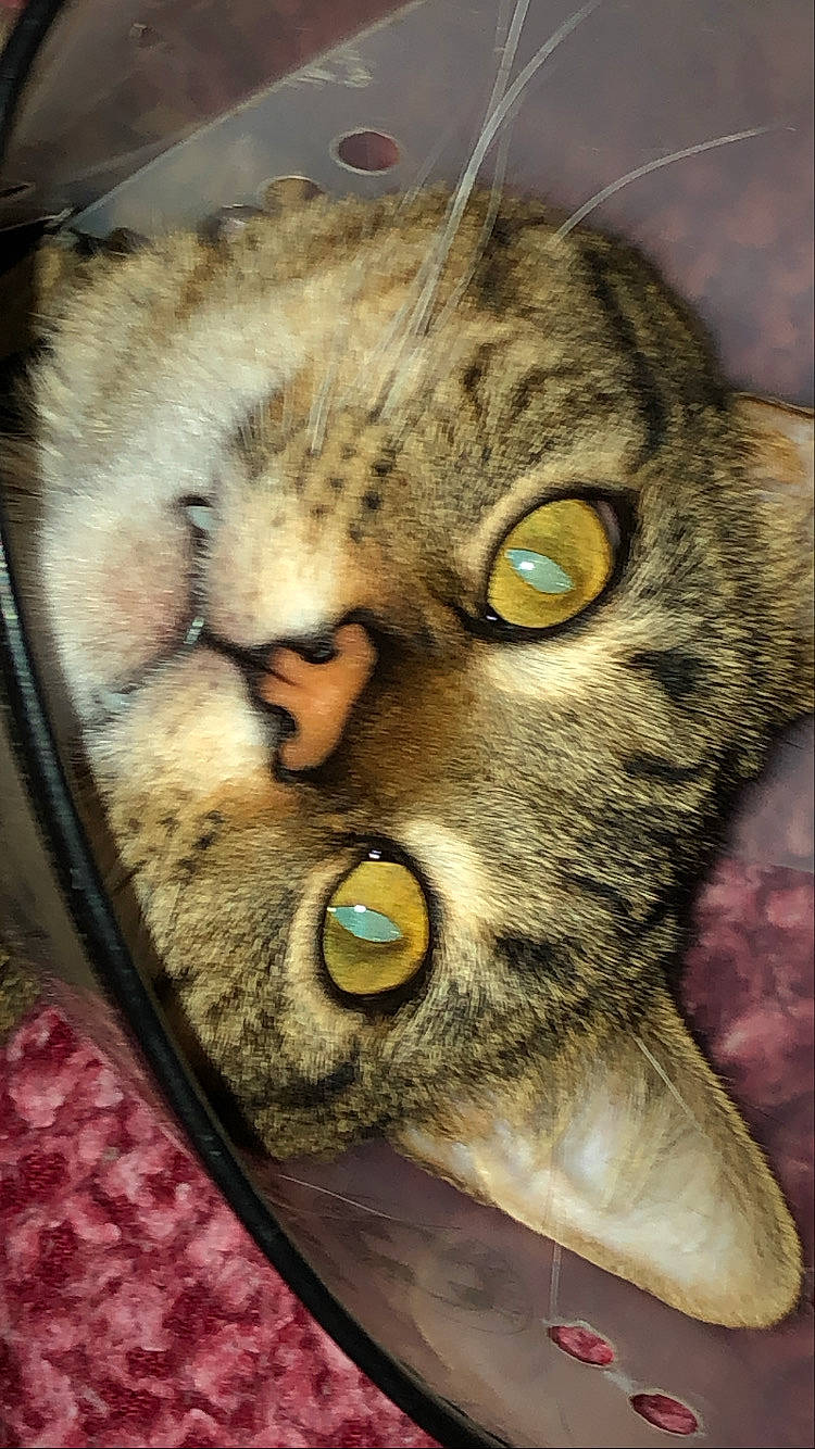 Keef is registered to the contest to win money with this photo: bobcat, carnivore, cat, claw, close_up, domestic_short_haired_cat, felidae, fur, paw, small_to_medium_sized_cats, snout, terrestrial_animal, whiskers, wildlife