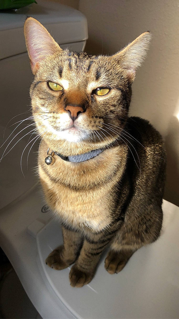 Keef joined the competition — help win amazing prizes! carnivore, cat, claw, collar, domestic_short_haired_cat, fawn, felidae, fur, paw, small_to_medium_sized_cats, snout, tail, terrestrial_animal, whiskers, wildlife, window