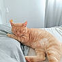Marcel participe au concours pour gagner de l'argent avec cette photo : cat, ginger_cat, sleeping, bed, bedding, pillow, blanket, indoor, pet, whiskers, paw, pink_paw, fur, cozy, relaxed, nap, curtain, lamp, minimalist, home
