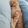 Marcel participe au concours pour gagner de l'argent avec cette photo : cat, orange_tabby, sleeping_cat, pet, feline, bed, pillow, blanket, cozy, indoor, asleep, whiskers, paw, fur, closeup, portrait, resting, domestic_cat, soft, nap