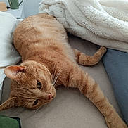 Marcel participe au concours pour gagner de l'argent avec cette photo : cat, ginger_cat, tabby, pet, bed, blanket, pillow, cozy, nap, whiskers, fur, paw, stretched, indoor, sleepy, curtain, mug, nightstand, home, relaxation