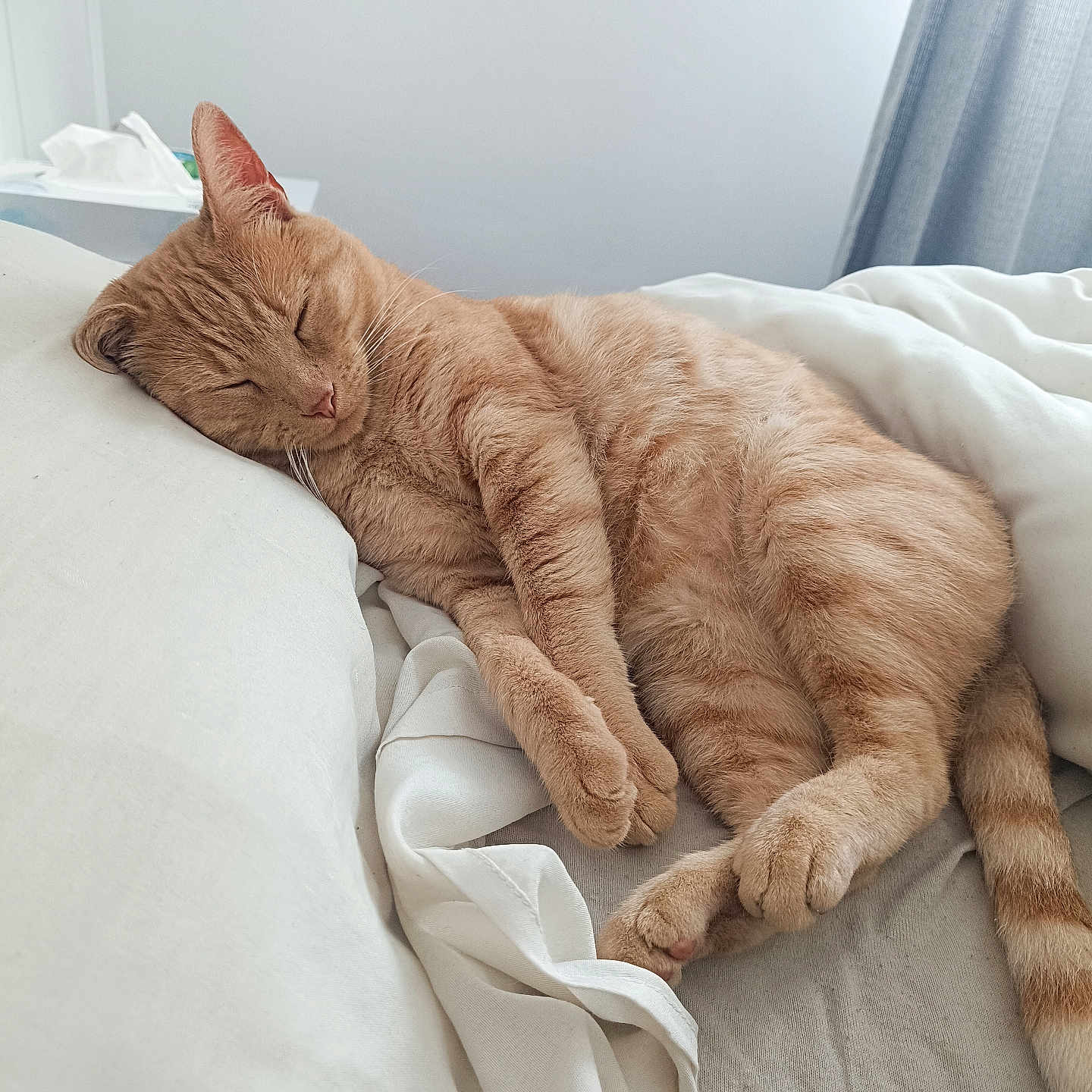 Marcel participe au concours pour gagner de l'argent avec cette photo : bed, bedroom, blanket, cat, close_up, cozy, curtain, fur, ginger_cat, indoor, lamp, nap, paw, pet, pillow, relaxed, sleeping, soft, tail, whiskers