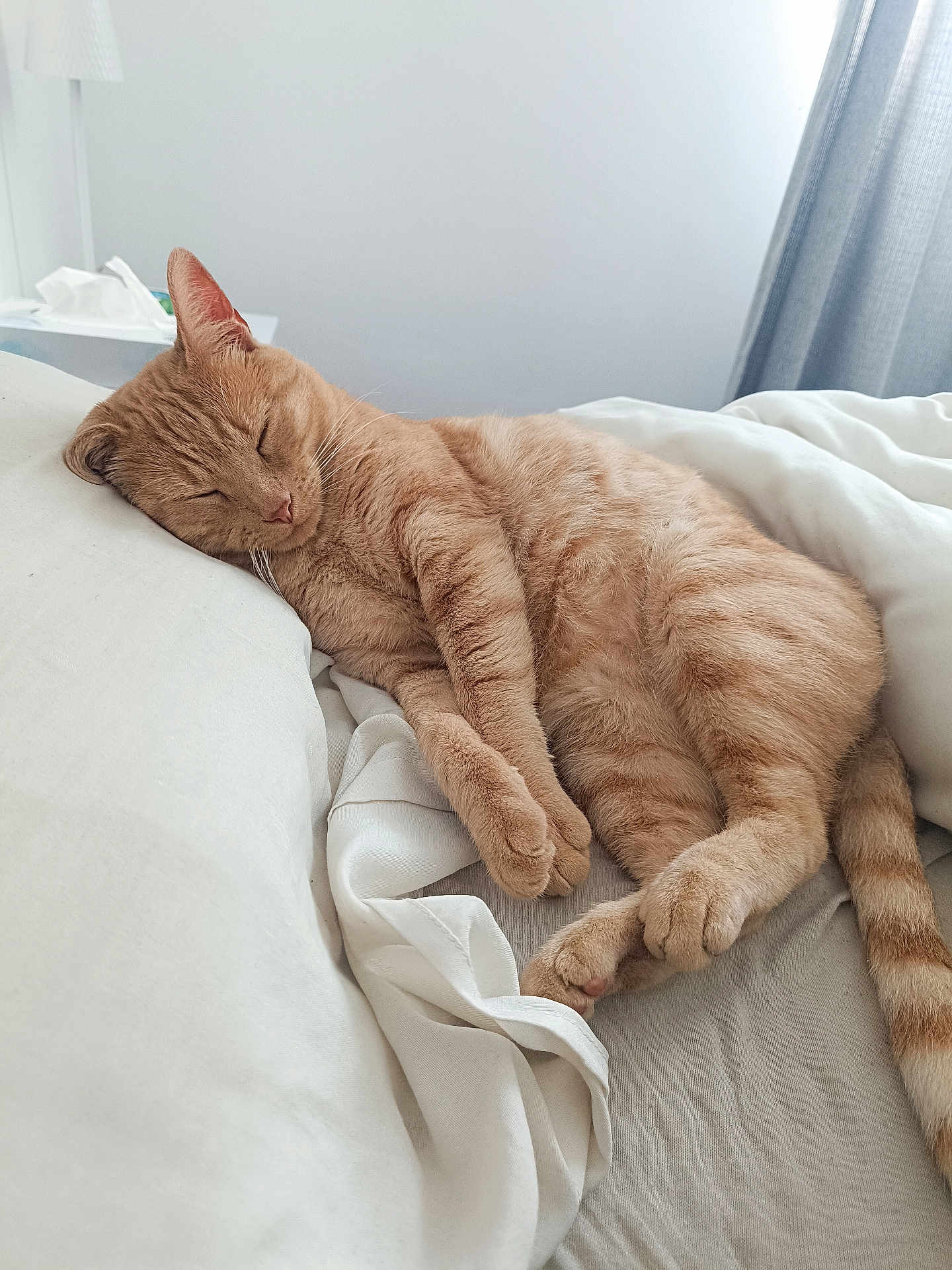 Marcel participe au concours pour gagner de l'argent avec cette photo : cat, ginger_cat, sleeping, bed, pillow, blanket, cozy, pet, indoor, whiskers, paw, tail, nap, fur, bedroom, curtain, lamp, soft, relaxed, close_up