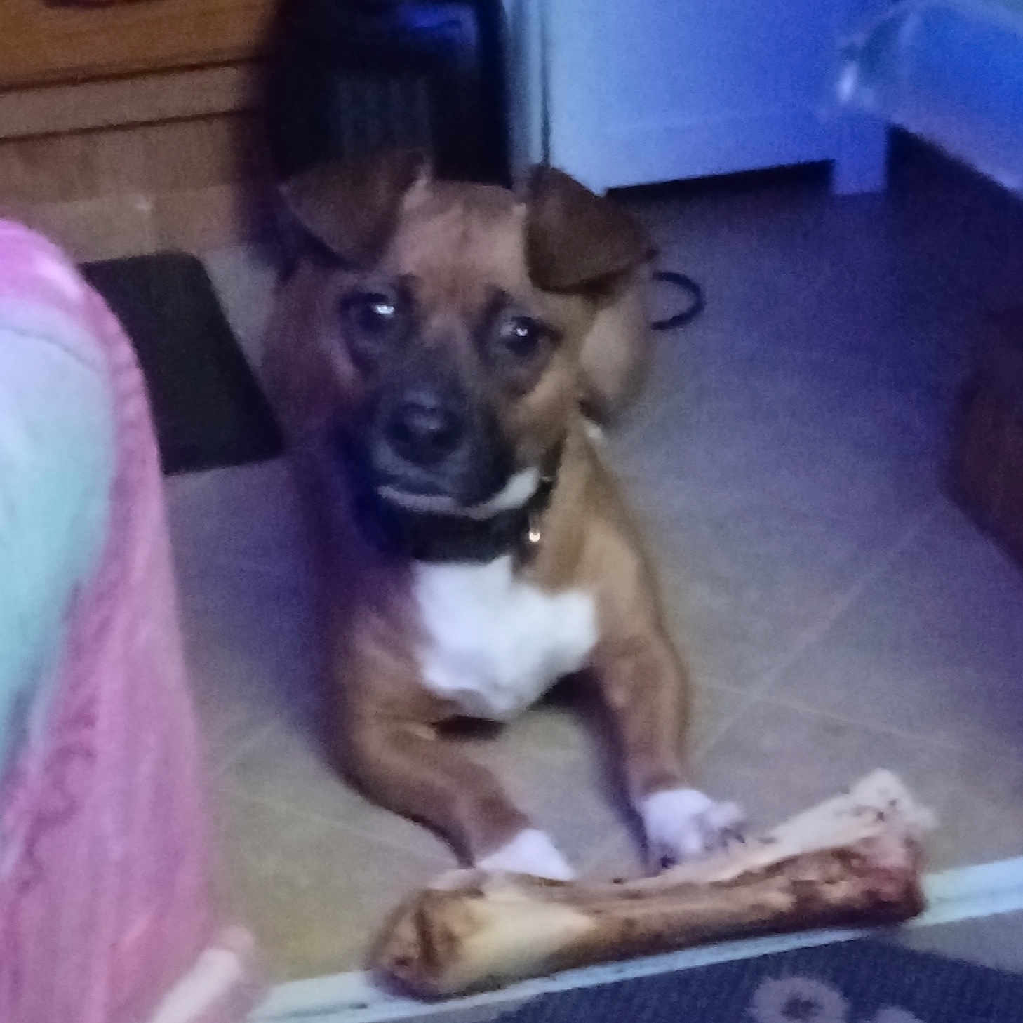 Mighty King Titan joined the competition — help win amazing prizes! animal, bone, brown_dog, canine, carpet, collar, cozy, dog, domestic, floor, furniture, household, indoor, paw, pet, resting, room, sleepy, tile_floor, toy
