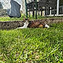 animal, cat, chair, concrete, covered_object, daylight, domestic_animal, fence, grass, greenery, mammal, nature, outdoor, pet, relaxed, resting, sunlight, tabby, table, yard