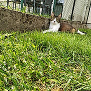 Ghost a rejoint le concours — aidez-le/la à gagner de superbes lots ! animal, background, cat, concrete, daylight, ears, face, fence, garden, grass, greenery, lawn, nature, outdoor, pet, relaxing, resting, sunlight, tabby_cat, whiskers