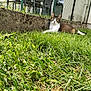 animal, background, cat, concrete, daylight, ears, face, fence, garden, grass, greenery, lawn, nature, outdoor, pet, relaxing, resting, sunlight, tabby_cat, whiskers