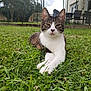 animal, backyard, cat, daylight, ears, fence, garden, grass, greenery, house, mammal, nature, outdoor, patio_furniture, paws, pet, relaxed, resting, tabby_cat, whiskers