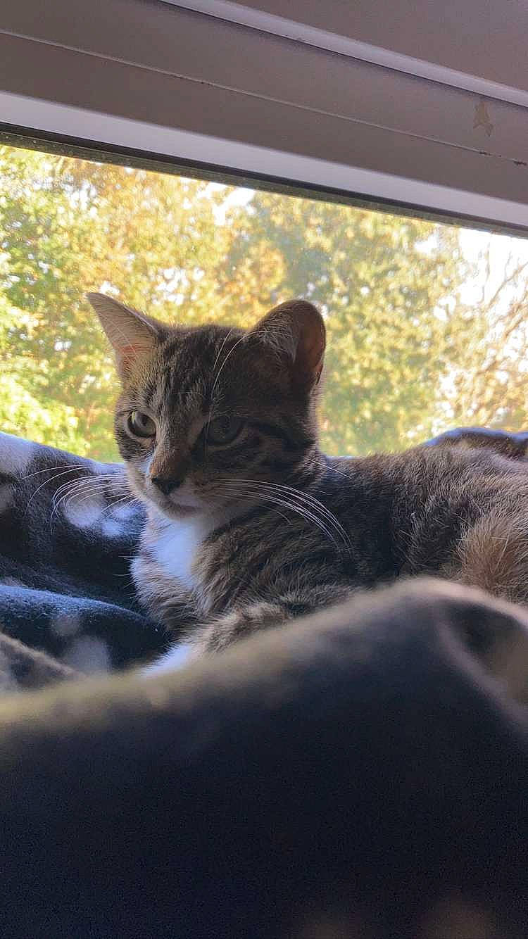 Sweety a rejoint le concours — aidez-le/la à gagner de superbes lots ! carnivore, cat, comfort, eye, felidae, fur, grass, grey, mammal, plant, sitting, small_to_medium_sized_cats, snout, tail, tints_and_shades, tree, whiskers, wildlife, window, wood
