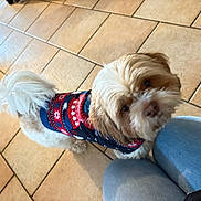 Ulan participe au concours pour gagner de l'argent avec cette photo : dog, pet, indoor, floor, tile, clothing, sweater, cute, looking_up, fur, tail, knees, human, companion, adorable, small_dog, brown_and_white, festive, casual, home
