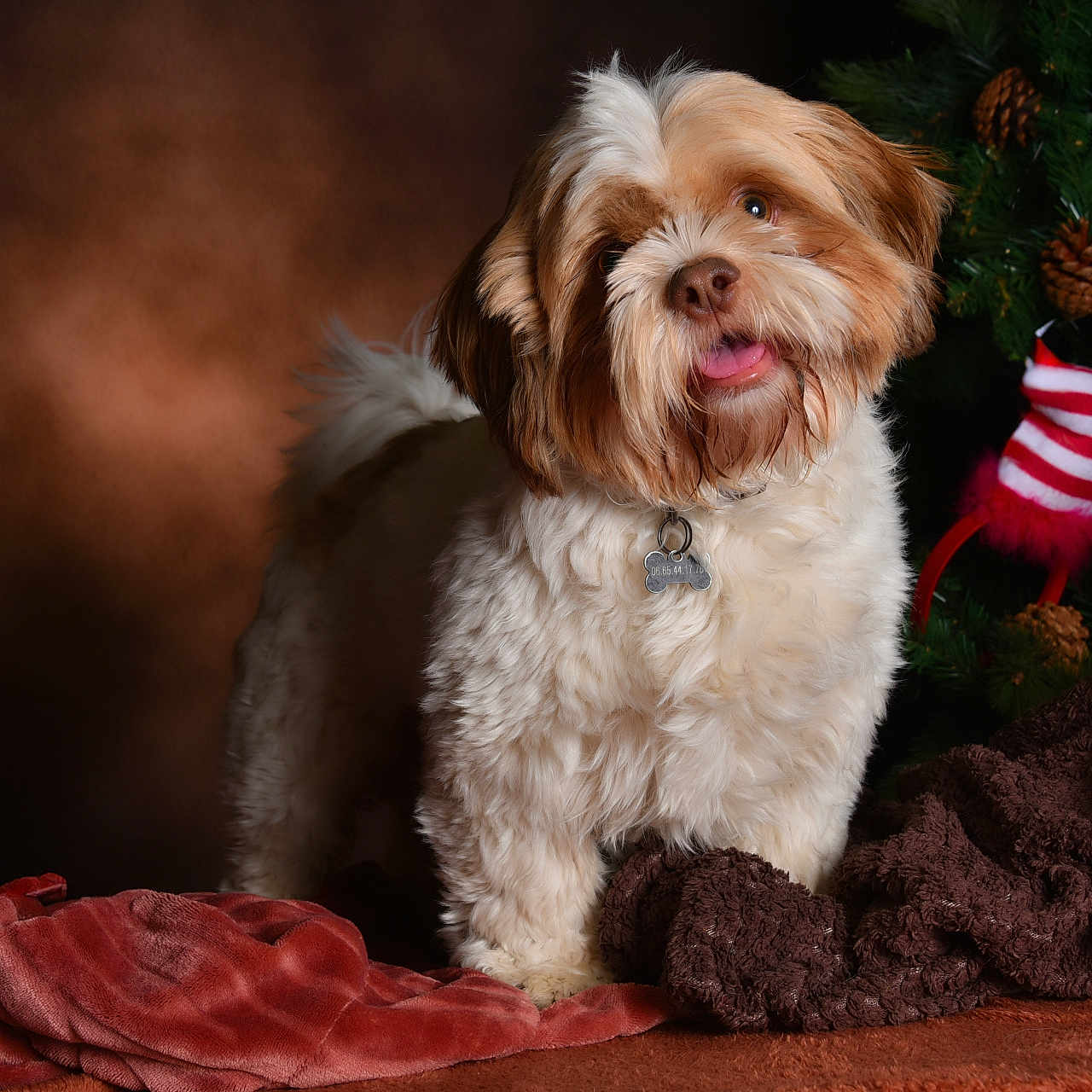 Ulan a rejoint le concours — aidez-le/la à gagner de superbes lots ! animal, blanket, brown, christmas_tree, collar, cozy, cute, decor, dog, festive, fluffy, fur, holiday, indoor, ornament, pet, pinecones, portrait, tongue_out, white