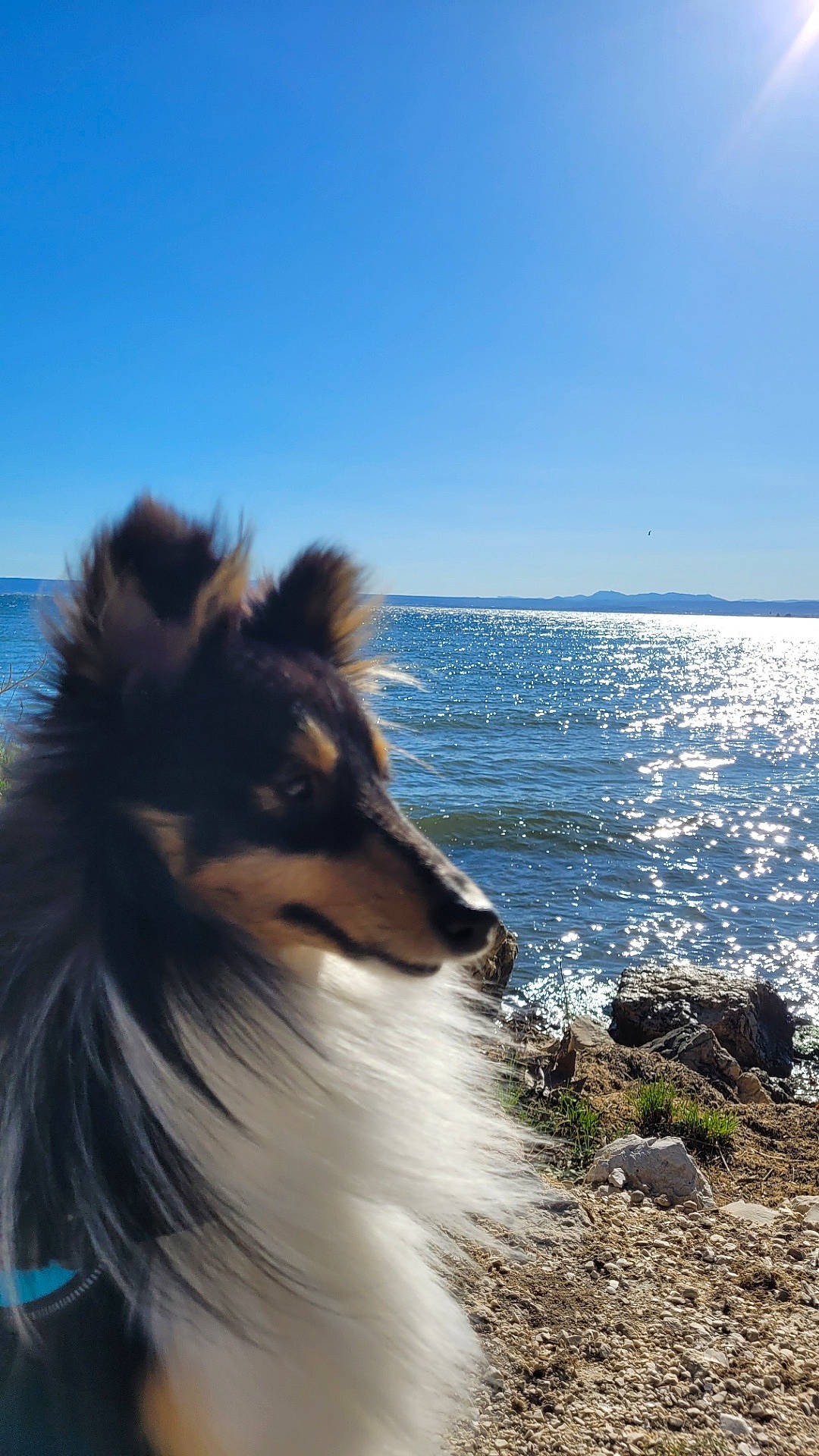 Ulysse participe au concours pour gagner de l'argent avec cette photo : beach, canidae, carnivore, cloud, collie, companion_dog, dog, dog_breed, fur, lake, ocean, plant, rough_collie, scotch_collie, shetland_sheepdog, sky, water, wave, wind, wind_wave