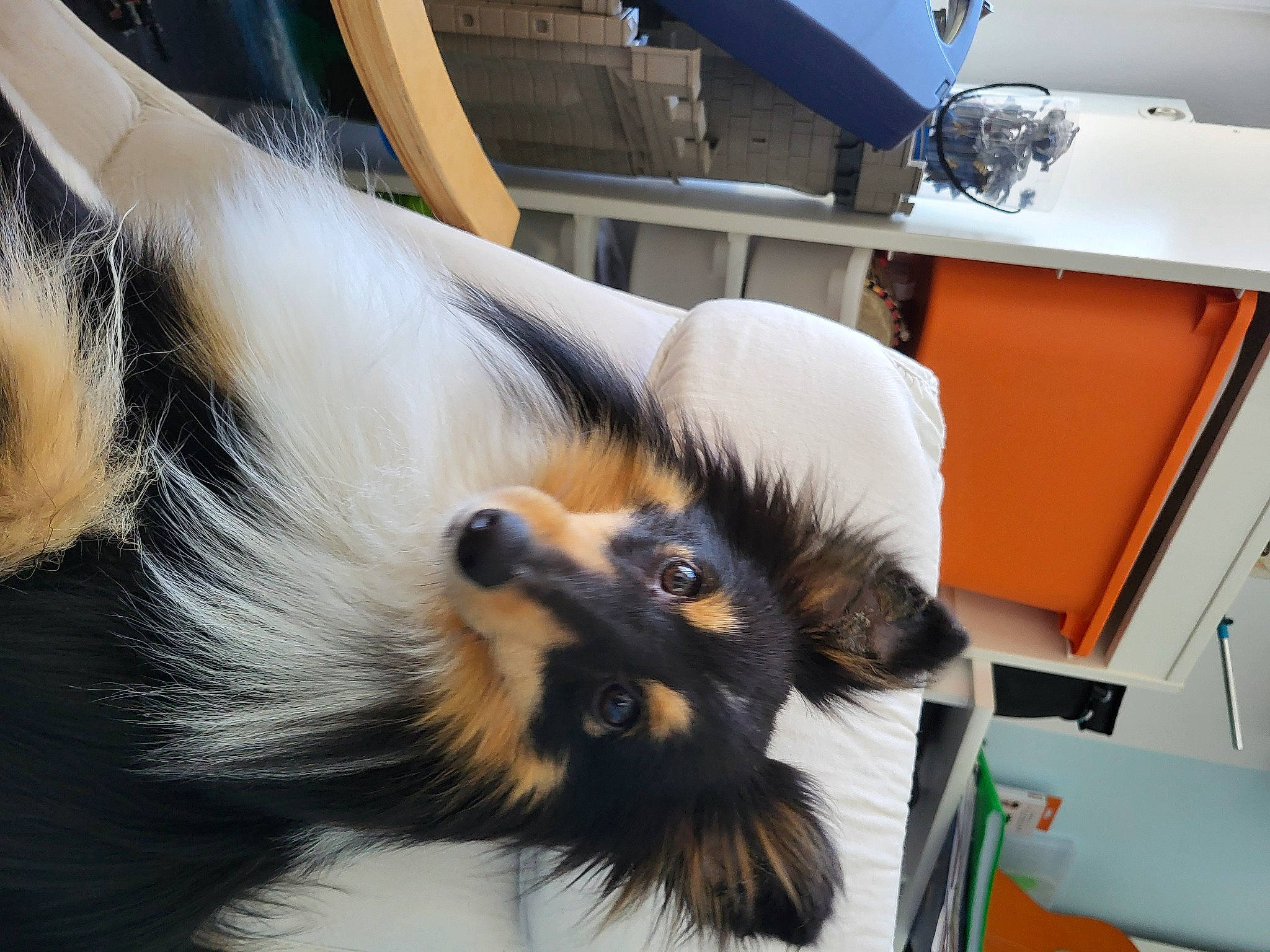 Ulysse participe au concours pour gagner de l'argent avec cette photo : canidae, carnivore, claw, comfort, companion_dog, dog_breed, dog_supply, fang, felidae, fur, paw, small_to_medium_sized_cats, sporting_group, tail, terrestrial_animal, toy_dog, whiskers, working_dog