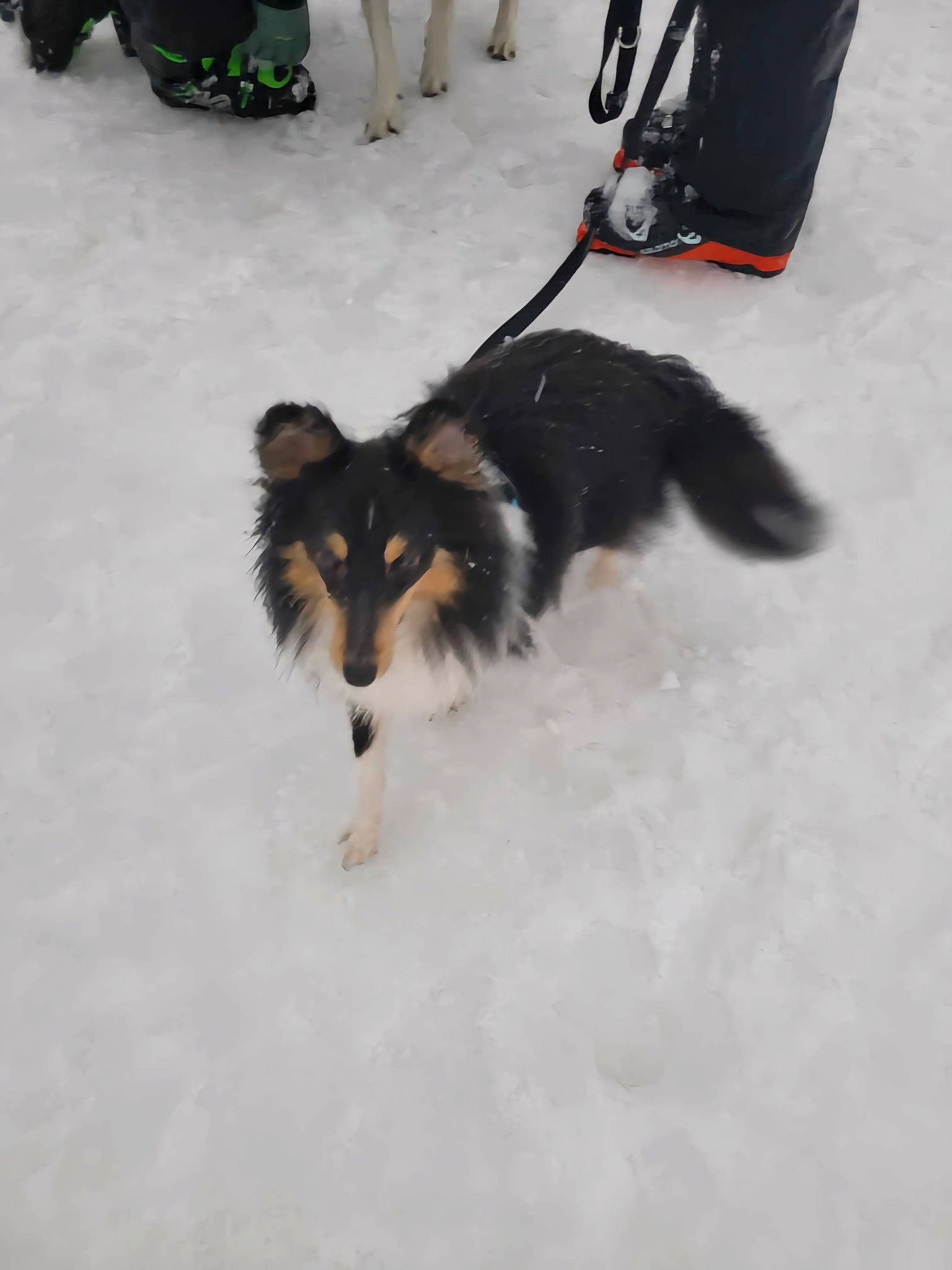 Ulysse a rejoint le concours — aidez-le/la à gagner de superbes lots ! carnivore, collie, companion_dog, dog, dog_breed, dog_supply, foot, fur, herding_dog, rough_collie, shetland_sheepdog, snout, snow, tail, winter, working_dog