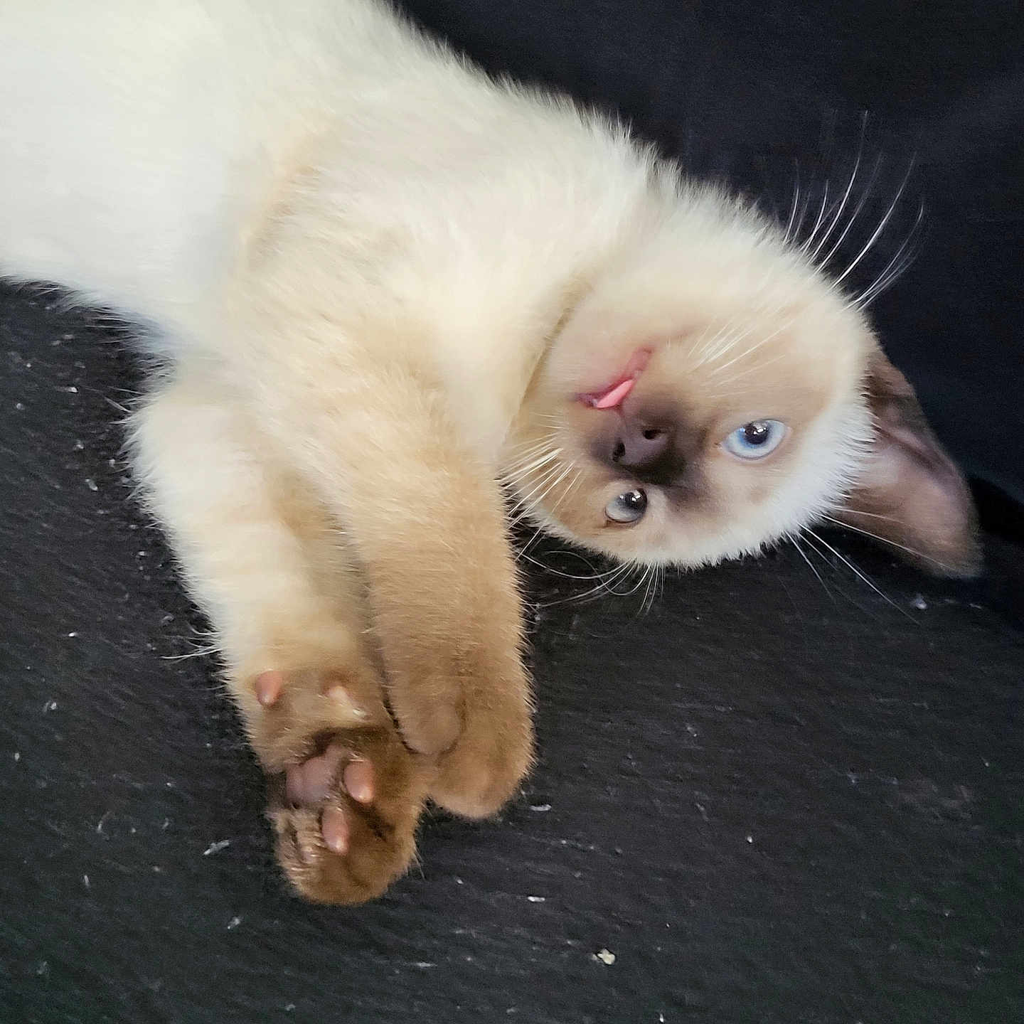 Venus a rejoint le concours — aidez-le/la à gagner de superbes lots ! animal, cat, kitten, manx, pet, siamese, wood