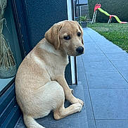 Alto participe au concours pour gagner de l'argent avec cette photo : dog, puppy, labrador, yellow_lab, pet, outdoor, backyard, grass, slide, house, doorstep, sidewalk, young_dog, canine, animal, tail, ears, fur, quiet, looking_back