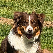 Ruby is registered to the contest to win money with this photo: dog, grass, outdoor, smiling, happy, pet, animal, canine, fur, brown, white, black, ears, tongue, nature, sunlight, portrait, laying_down, field, closeup
