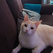 Sandra Grimault participe au concours pour gagner de l'argent avec cette photo : animal, blanket, cat, companion, couch, cozy, cute, domestic, ears, feline, fur, household, indoor, looking, mammal, pet, pillow, relaxing, resting, whiskers