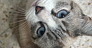 Lancelot participe au concours pour gagner de l'argent avec cette photo : cat, feline, pet, animal, blue_eyes, whiskers, tabby, gray_fur, close_up, portrait, head_tilt, curious, indoors, floor, terrazzo, tile, ear, nose, facial_expression, photography