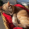 Lancelot a rejoint le concours — aidez-le/la à gagner de superbes lots ! cat, tabby_cat, sleeping, sleepy, curled_up, basket, wicker, blanket, red_blanket, outdoor, patio, garden, sunlight, sunny, relaxed, feline, fur, animal, furniture, cozy