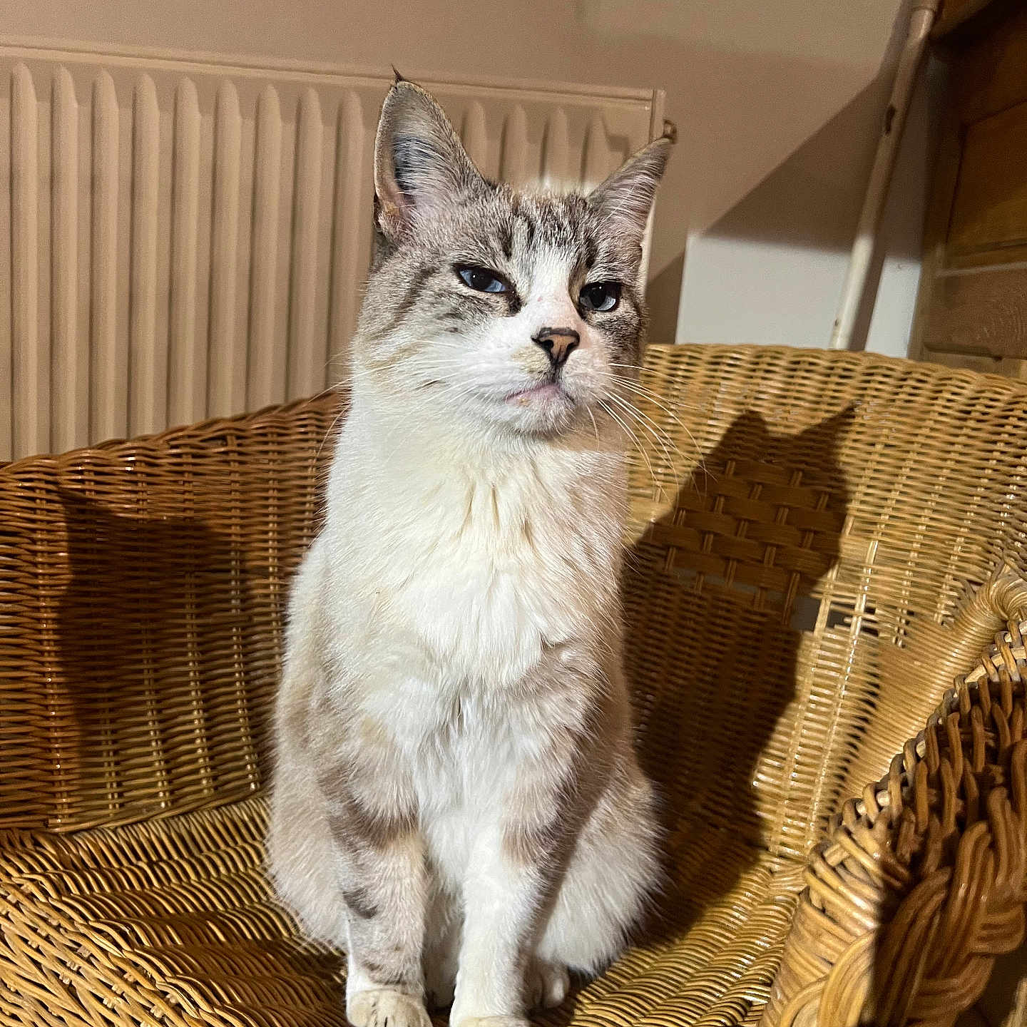 Lancelot participe au concours pour gagner de l'argent avec cette photo : cat, pet, animal, feline, sitting, chair, wicker, armchair, indoors, home, radiator, furniture, portrait, close_up, silver_fur, white_fur, striped_fur, blue_eyes, whiskers, cozy