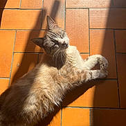 Lancelot a rejoint le concours — aidez-le/la à gagner de superbes lots ! cat, sleeping, relaxed, lying_down, sunlight, shadow, terracotta_tiles, floor, indoor, cream_fur, tabby, whiskers, paws, ears, tail, close_up, pet, animal, warm_lighting, cozy