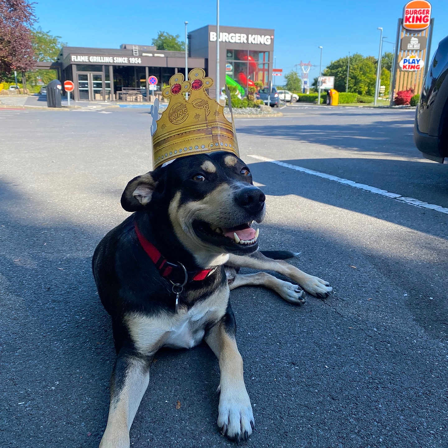 Scooby Doo participe au concours pour gagner de l'argent avec cette photo : accessories, animal, architecture, building, canine, car, city, dog, hound, outdoors, person, pet, road, shelter, strap, street, tarmac, transportation, urban, vehicle
