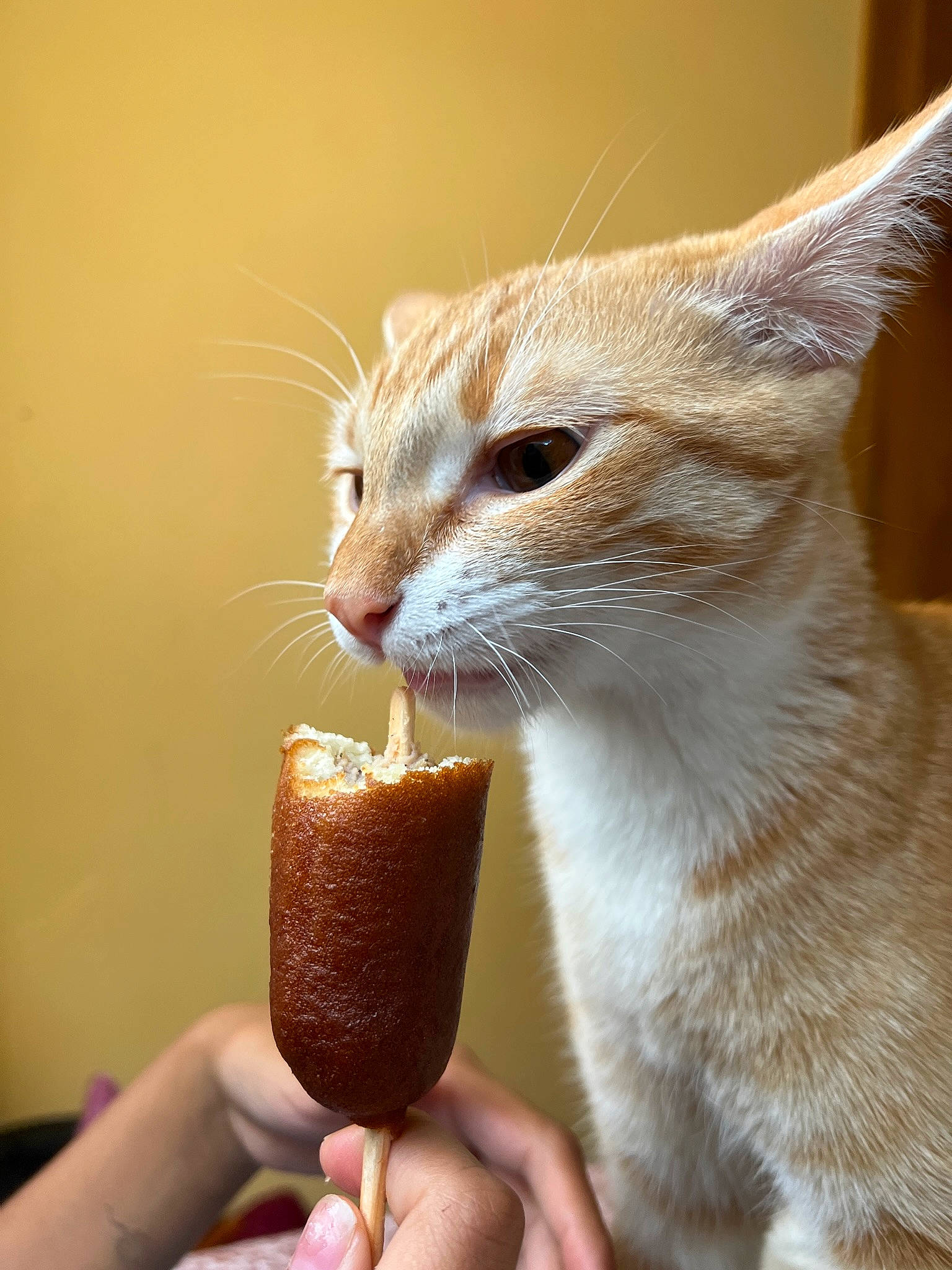 Alexander joined the competition — help win amazing prizes! carnivore, cat, cuisine, dish, domestic_short_haired_cat, drinking, fawn, felidae, food, food_craving, gesture, happy, ingredient, people_in_nature, small_to_medium_sized_cats, superfood, tableware, tail, terrestrial_animal, whiskers