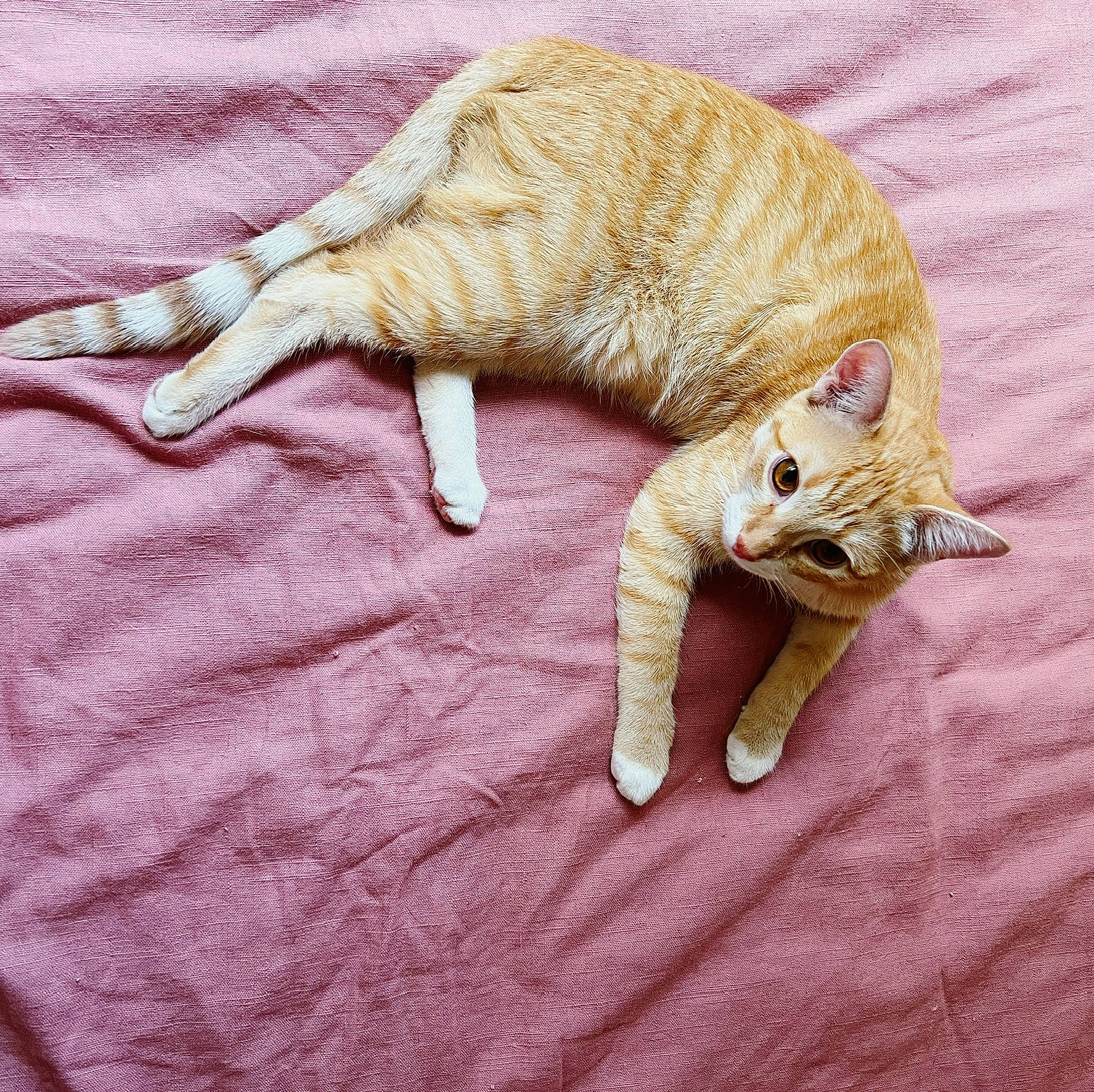 Alexander joined the competition — help win amazing prizes! art, carnivore, cat, claw, comfort, domestic_short_haired_cat, fawn, felidae, fur, linens, pattern, paw, peach, small_to_medium_sized_cats, tail, terrestrial_animal, thread, whiskers, woven_fabric