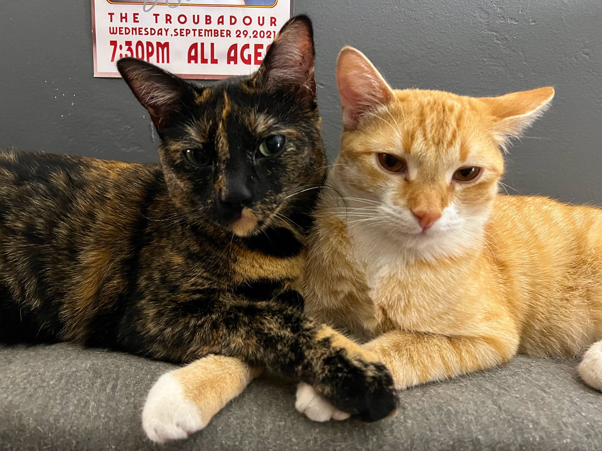 Alexander joined the competition — help win amazing prizes! carnivore, cat, cat_furniture, cat_supply, claw, comfort, domestic_short_haired_cat, fawn, felidae, fur, gesture, paw, photo_caption, sitting, small_to_medium_sized_cats, snout, tail, terrestrial_animal, whiskers, wildlife