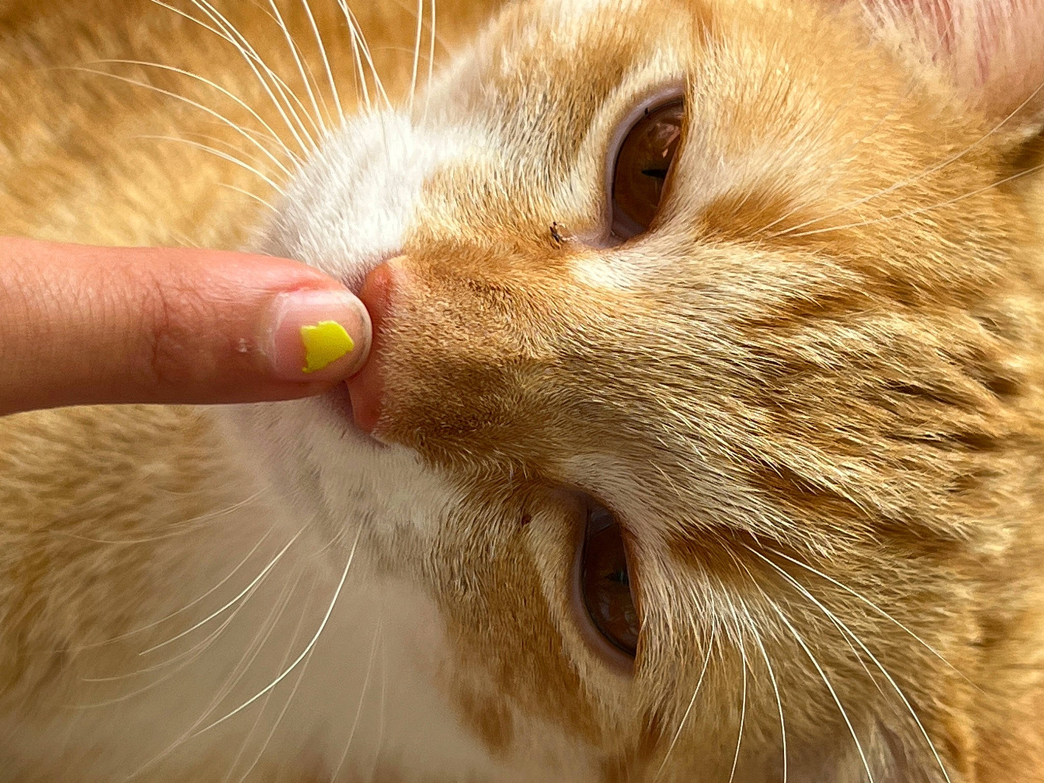 Alexander is registered to the contest to win money with this photo: carnivore, cat, claw, close_up, comfort, domestic_short_haired_cat, ear, fawn, felidae, fur, paw, small_to_medium_sized_cats, snout, whiskers