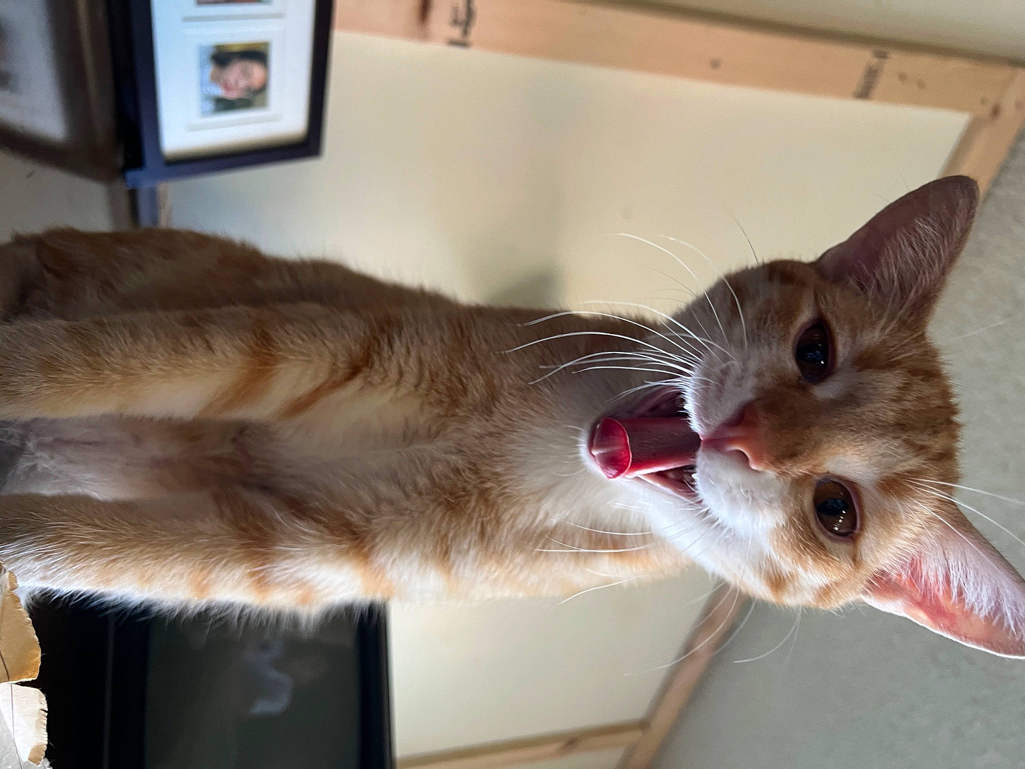 Alexander joined the competition — help win amazing prizes! carnivore, cat, cat_supply, cat_toy, claw, collar, domestic_short_haired_cat, fang, fawn, felidae, fur, paw, pet_supply, picture_frame, small_to_medium_sized_cats, snout, tail, whiskers, yawn