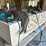 cat, gray_cat, sleeping, power_tool, workbench, stone_carving, dusty, workshop, tools, cord, wooden_handle, window, chair, bottle, cup, carving, relaxing, animal, indoors, craftsmanship
