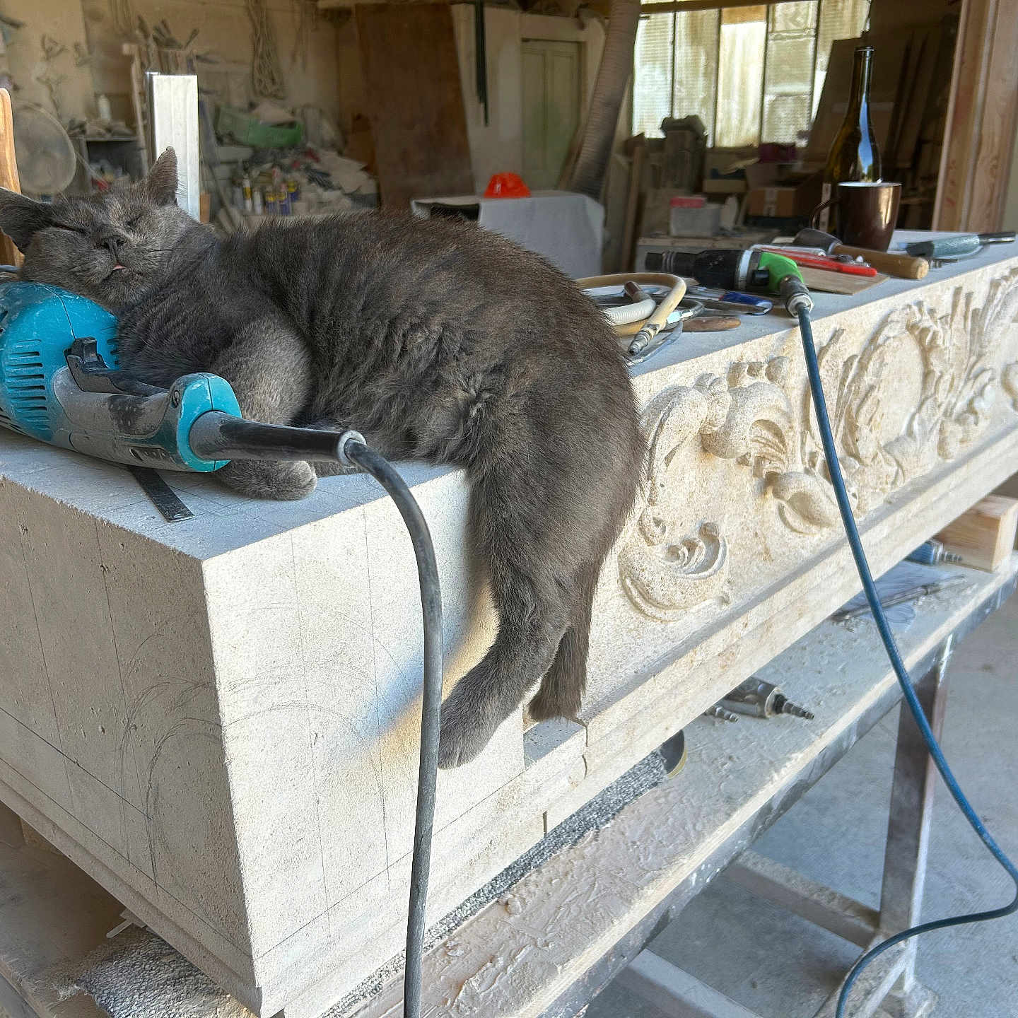 Croquette participe au concours pour gagner de l'argent avec cette photo : cat, gray_cat, sleeping, power_tool, workbench, stone_carving, dusty, workshop, tools, cord, wooden_handle, window, chair, bottle, cup, carving, relaxing, animal, indoors, craftsmanship