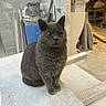 cat, gray_cat, sitting, indoor, workshop, construction, tools, dusty, concrete, floor, bucket, planks, stone, equipment, animal, pet, feline, quiet, still, curious