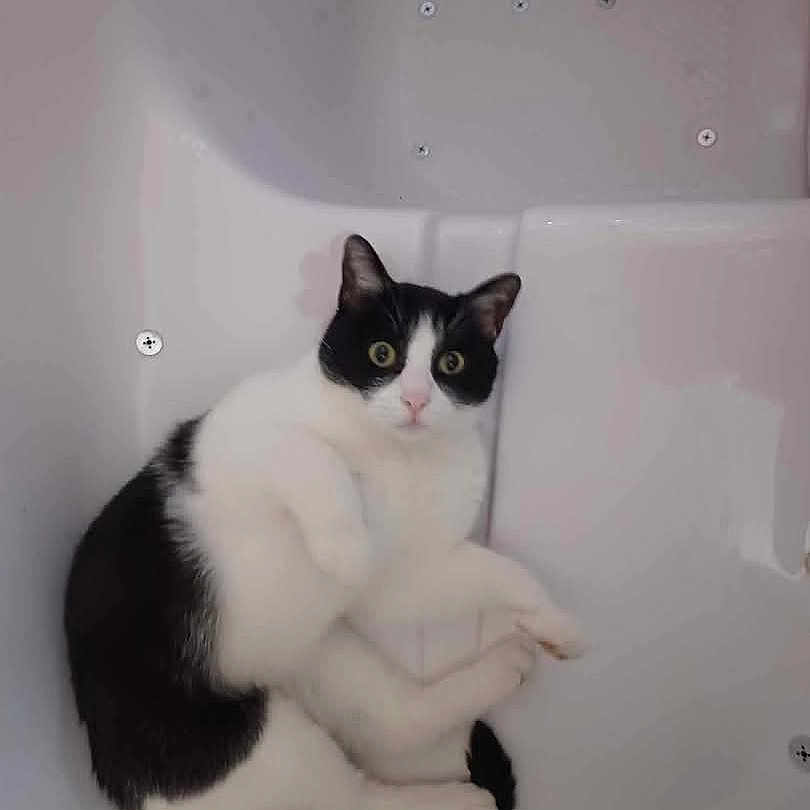 Moxxie joined the competition — help win amazing prizes! animal, bathing, bathtub, cat, kitten, person, pet, tub