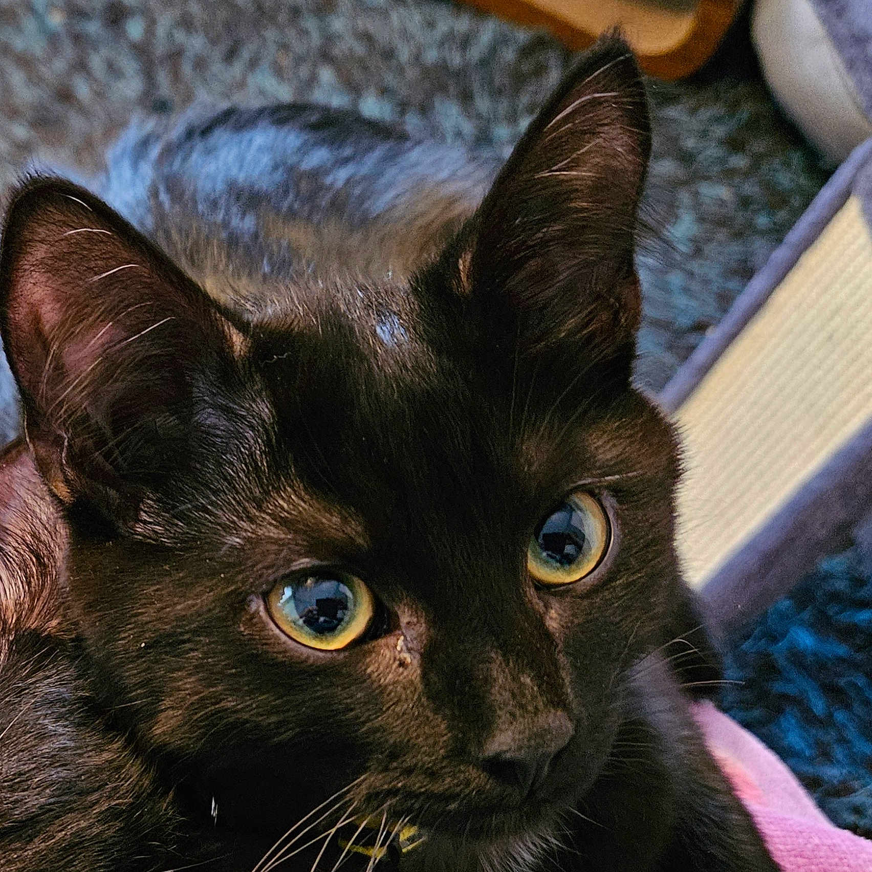Nico