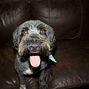 Gunner is registered to the contest to win money with this photo: dog, pet, canine, tongue_out, happy, leather_couch, indoor, brown, fur, animal, companion, cute, friendly, sitting, closeup, face, ears, snout, bright_eyes, domestic_animal