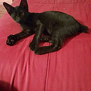 Rebel joined the competition — help win amazing prizes! abyssinian, animal, bed, bedroom, blackcat, blanket, cat, couch, cushion, furniture, homedecor, indoors, kitten, manx, pet, room, siamese