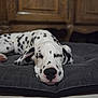 Archie participe au concours pour gagner de l'argent avec cette photo : dalmatian, dog, puppy, sleeping, pet, spots, resting, indoor, cushion, gray, fur, canine, animal, closeup, face, snout, ears, wooden_furniture, floor, relaxation