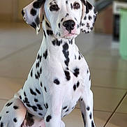 Archie a rejoint le concours — aidez-le/la à gagner de superbes lots ! dalmatian, dog, puppy, pet, animal, white_fur, black_spots, indoor, tile_floor, sitting, cute, young, mammal, canine, domestic_animal, fur, ears, nose, eyes, portrait