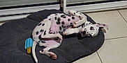 Archie a rejoint le concours — aidez-le/la à gagner de superbes lots ! dalmatian, dog, puppy, pet_bed, toy, popsicle_toy, black_spots, white_fur, curious, lying_down, indoor, tile_floor, glass_door, relaxed, pink_skin, paw, ear, tail, animal, cute